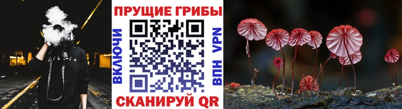 купить наркоту  Верхнеуральск  Псилоцибиновые грибы Psilocybine cubensis 